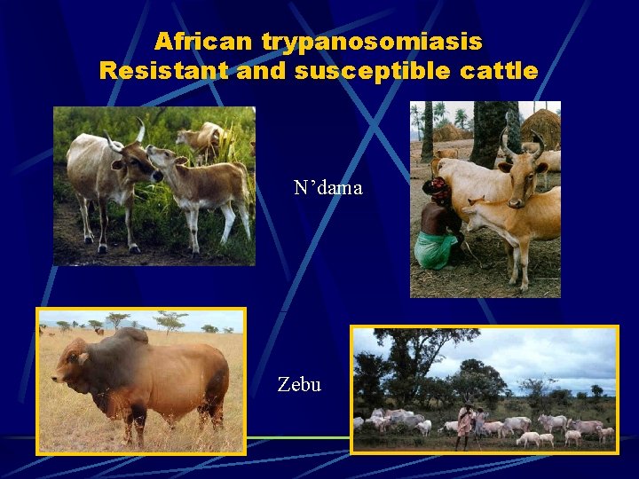 African trypanosomiasis Resistant and susceptible cattle N’dama Zebu African trypanosomiasis Resistant and susceptible cattle N’dama Zebu