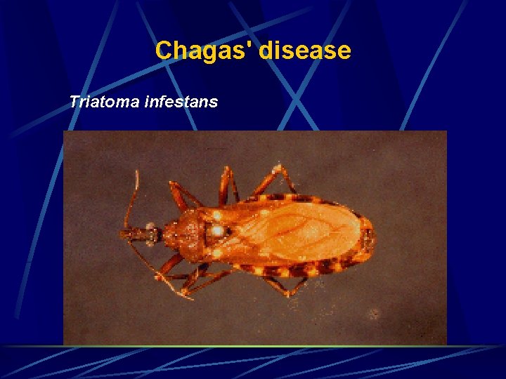 Chagas' disease Triatoma infestans 
