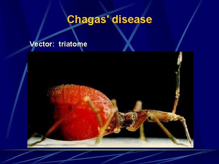 Chagas' disease Vector: triatome Chagas' disease Vector: triatome