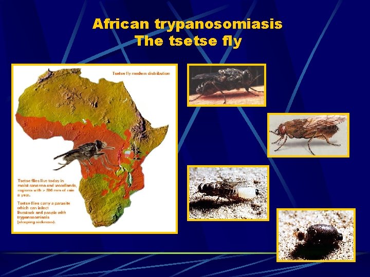 African trypanosomiasis The tsetse fly 