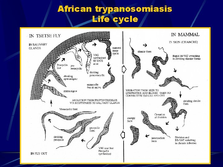 African trypanosomiasis Life cycle African trypanosomiasis Life cycle