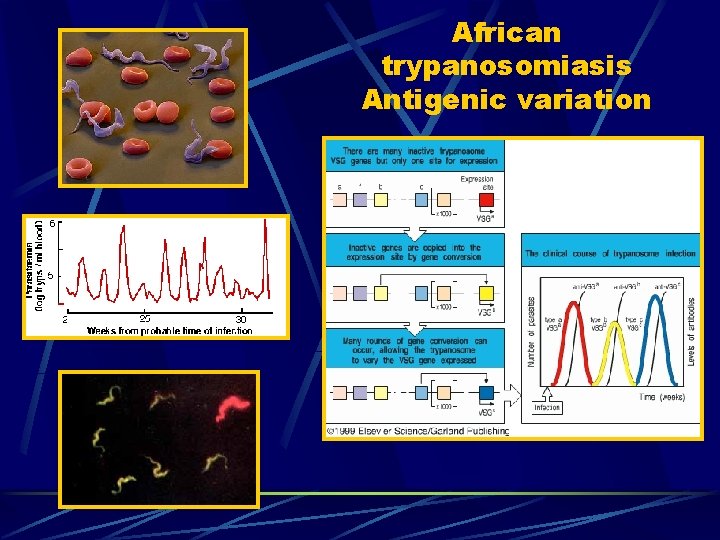 African trypanosomiasis Antigenic variation 