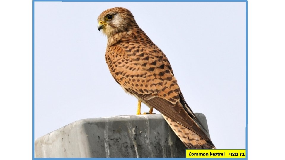 Common kestrel בז מצוי 