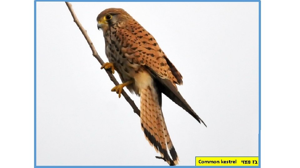 Common kestrel בז מצוי 