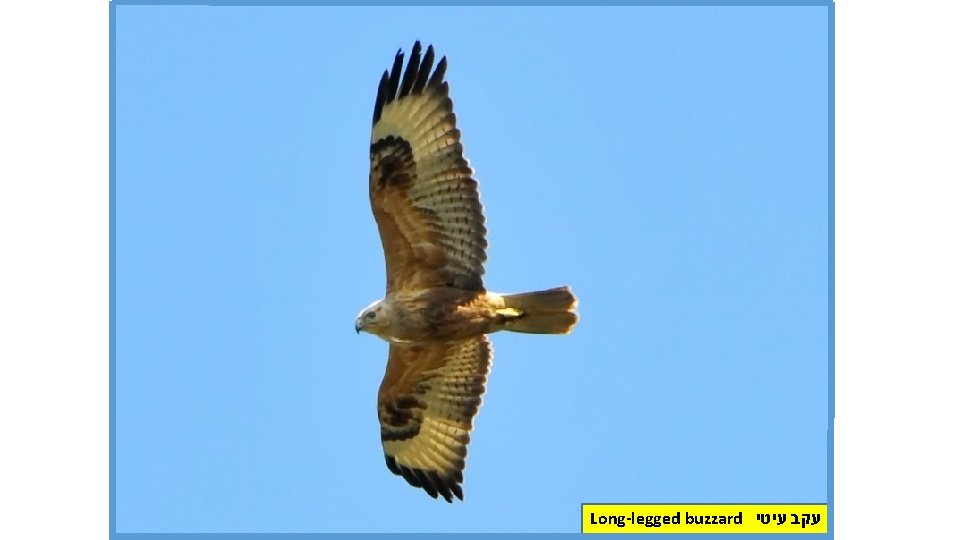 Long-legged buzzard עקב עיטי 