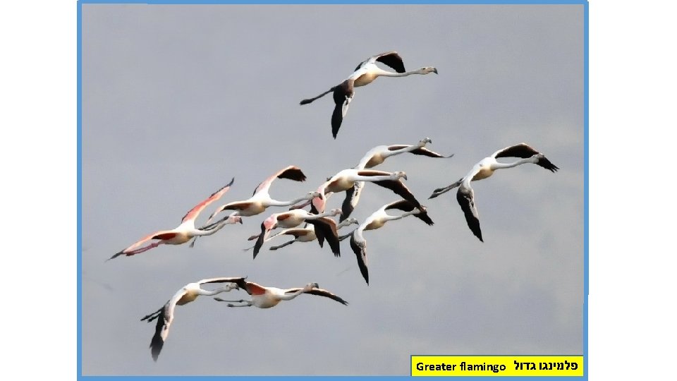 Greater flamingo פלמינגו גדול 