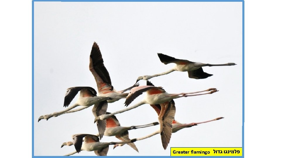 Greater flamingo פלמינגו גדול 