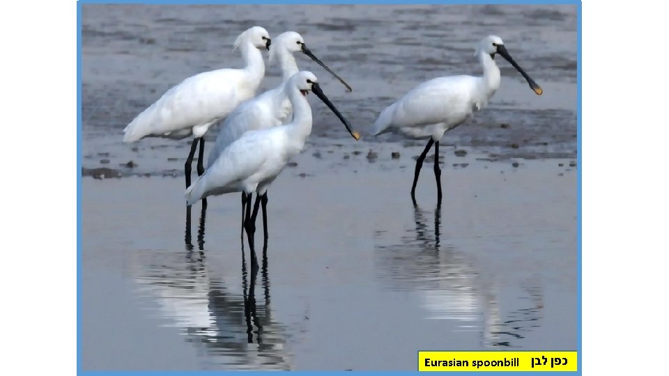 Eurasian spoonbill כפן לבן 