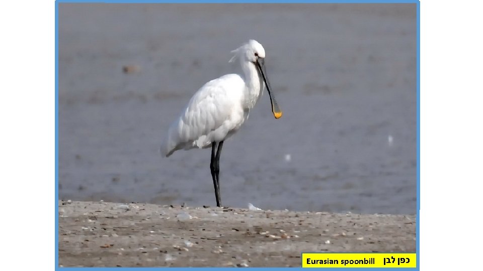 Eurasian spoonbill כפן לבן 
