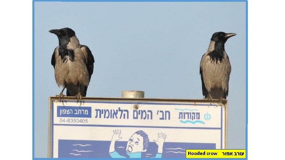 Hooded crow עורב אפור 