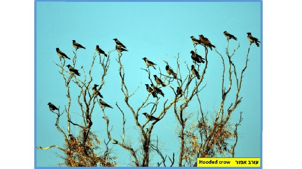 Hooded crow עורב אפור 