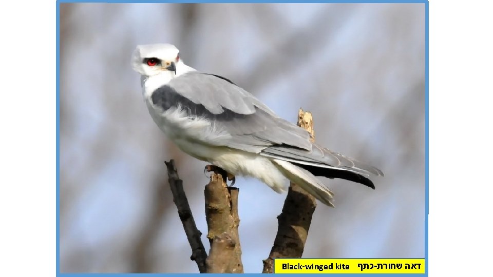 Black-winged kite כתף - דאה שחורת 