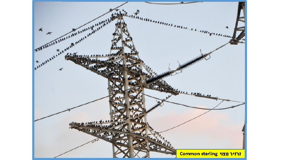 Common starling זרזיר מצוי 