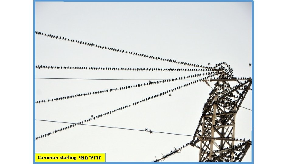 Common starling זרזיר מצוי 