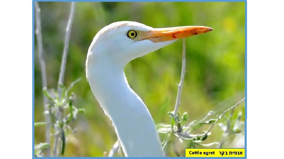 Cattle egret אנפית בקר 