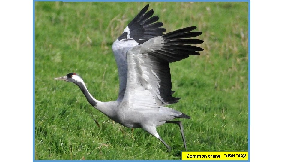 Common crane עגור אפור 