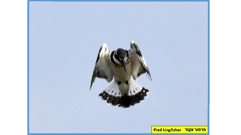 Pied kingfisher פרפור עקוד 