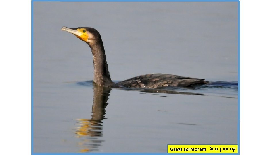 Great cormorant קורמורן גדול 