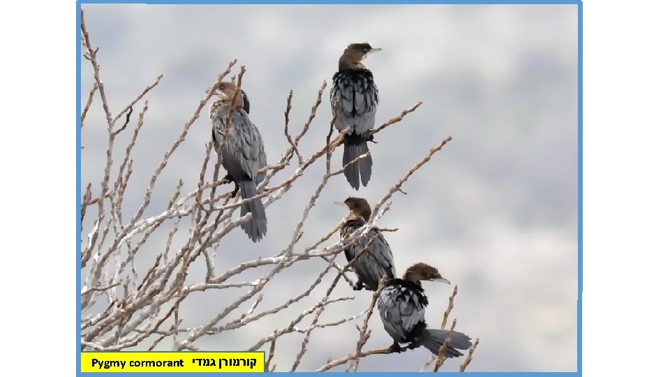 Pygmy cormorant קורמורן גמדי 