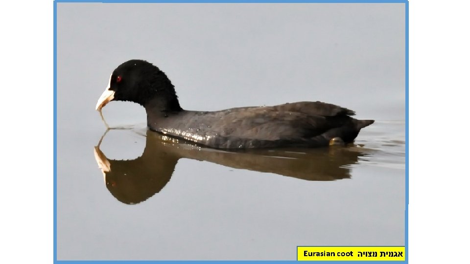 Eurasian coot אגמית מצויה 