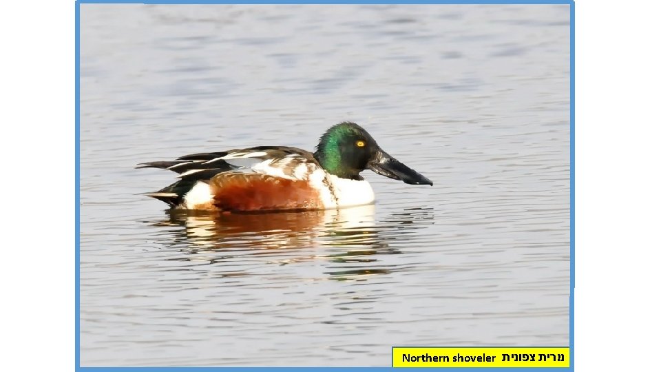 Northern shoveler מרית צפונית 