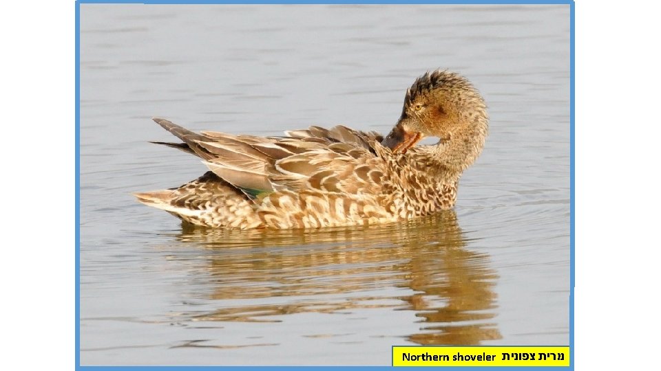 Northern shoveler מרית צפונית 