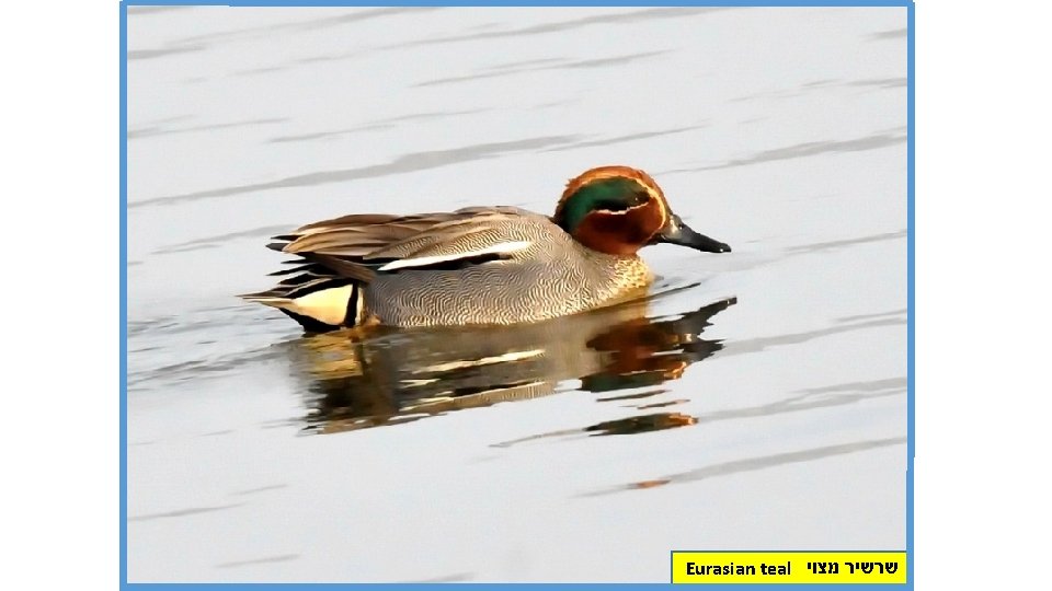 Eurasian teal שרשיר מצוי 