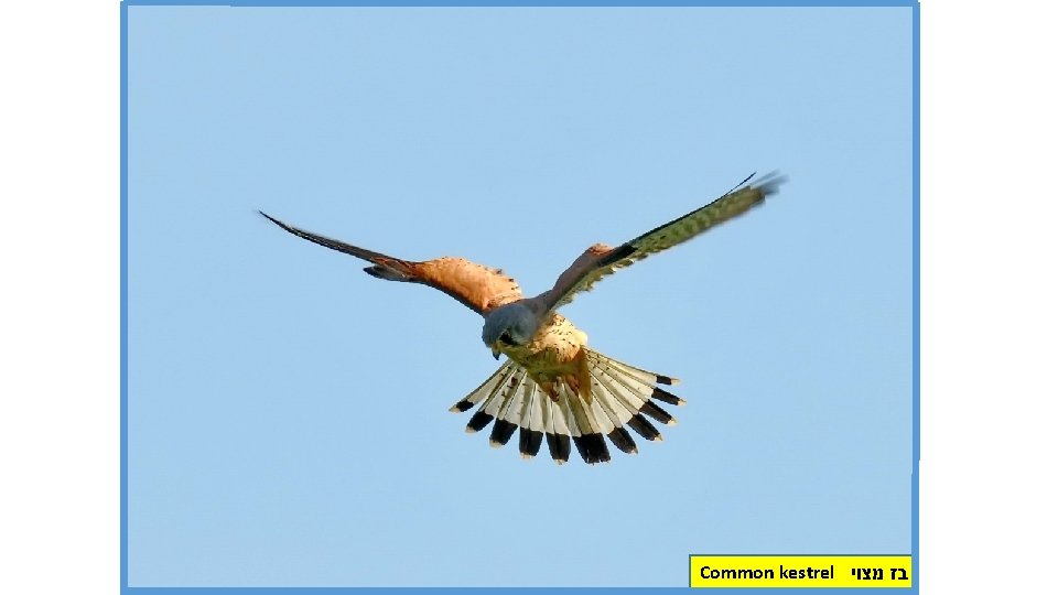Common kestrel בז מצוי 
