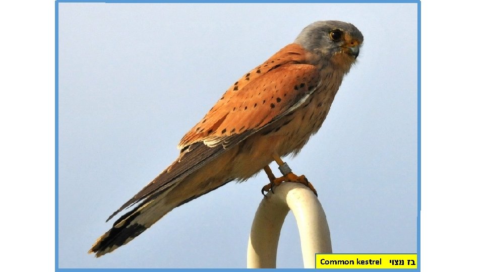 Common kestrel בז מצוי 