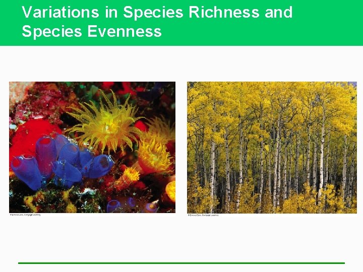 Variations in Species Richness and Species Evenness 