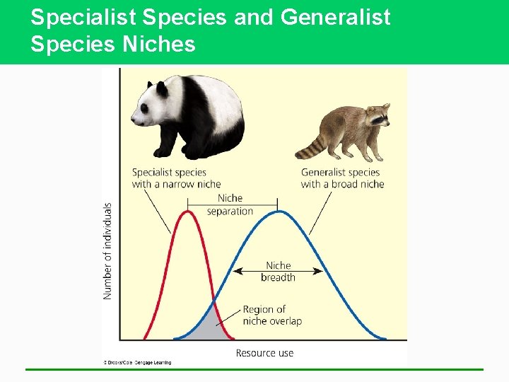 Specialist Species and Generalist Species Niches 