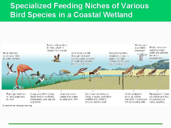 Specialized Feeding Niches of Various Bird Species in a Coastal Wetland 