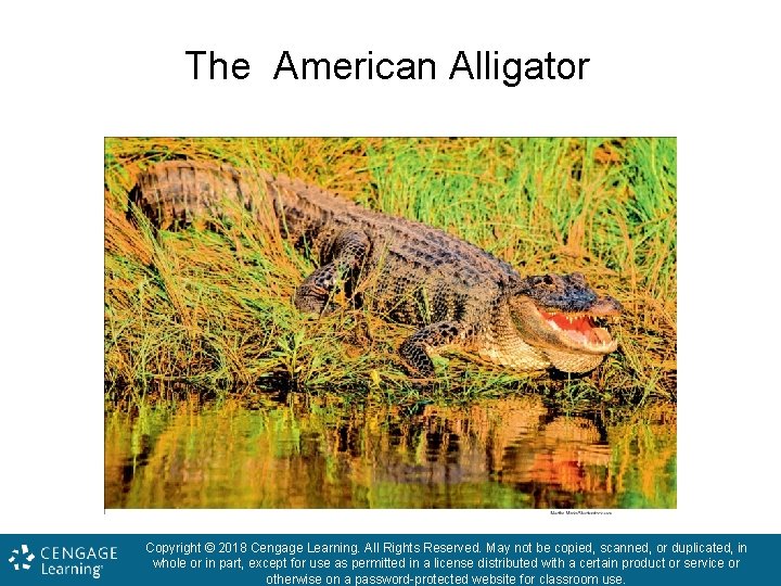 The American Alligator Copyright © 2018 Cengage Learning. All Rights Reserved. May not be