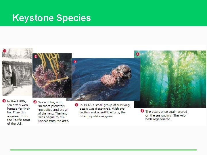 Keystone Species 