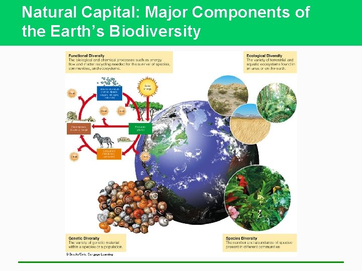 Natural Capital: Major Components of the Earth’s Biodiversity 