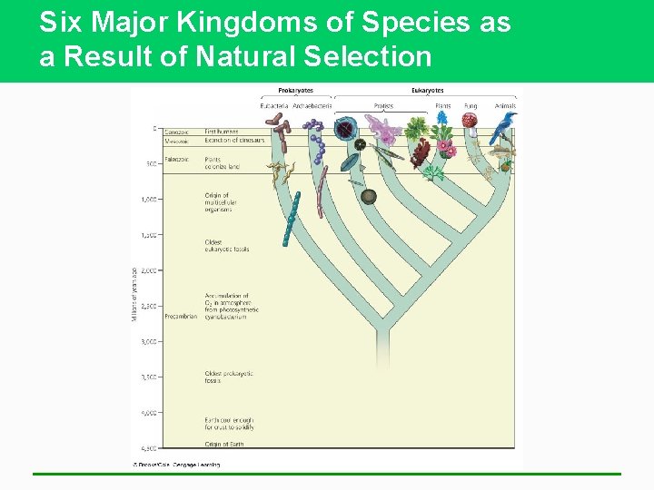 Six Major Kingdoms of Species as a Result of Natural Selection 