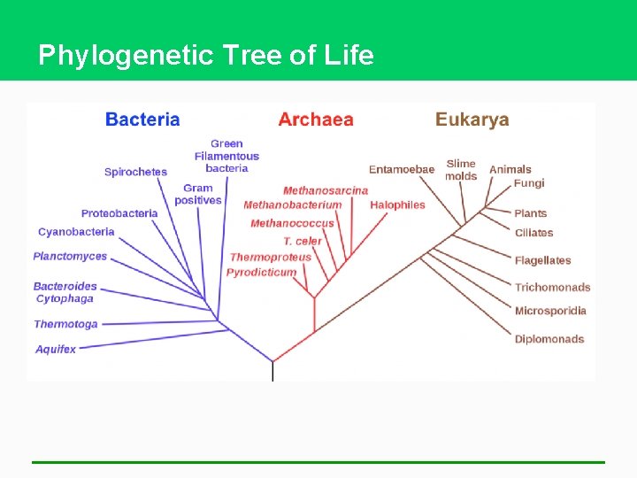 Phylogenetic Tree of Life 