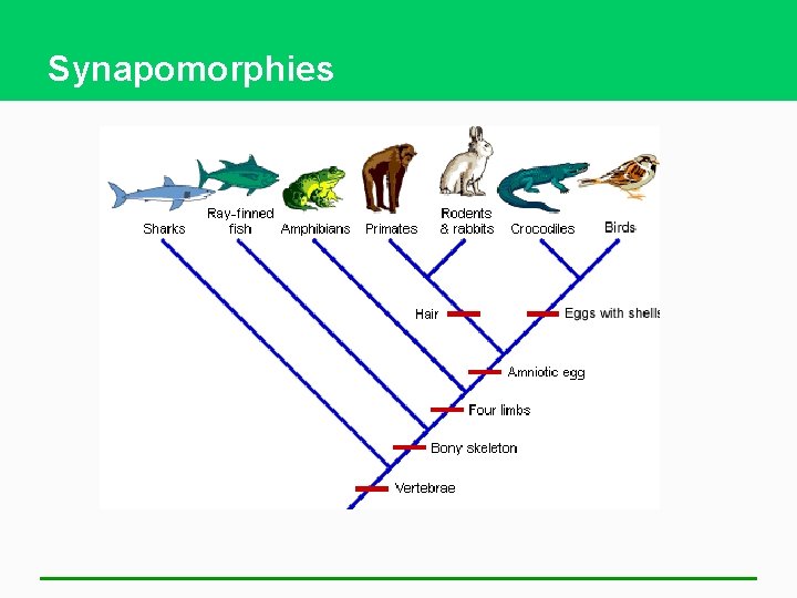 Synapomorphies 