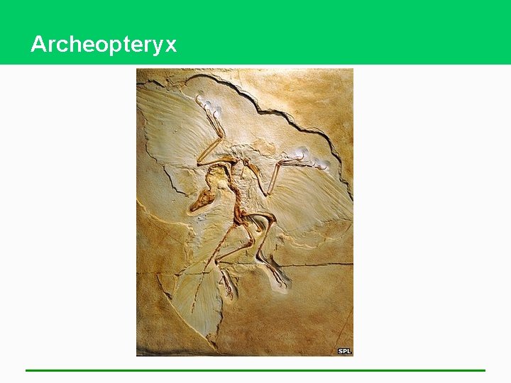 Archeopteryx 