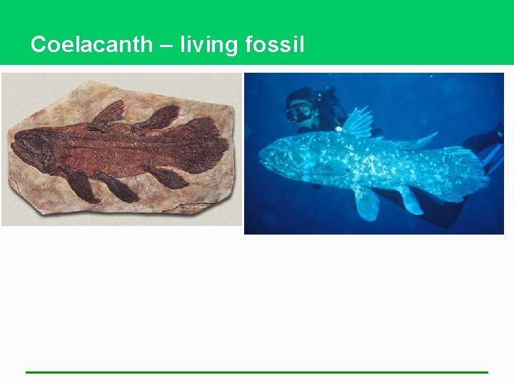 Coelacanth – living fossil 