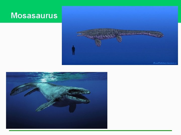 Mosasaurus 