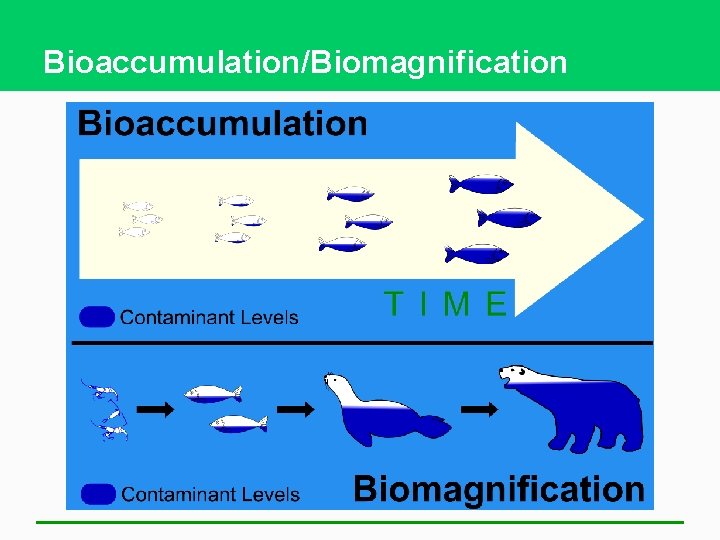 Bioaccumulation/Biomagnification 