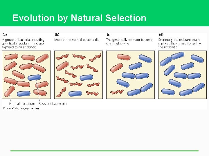 Evolution by Natural Selection 