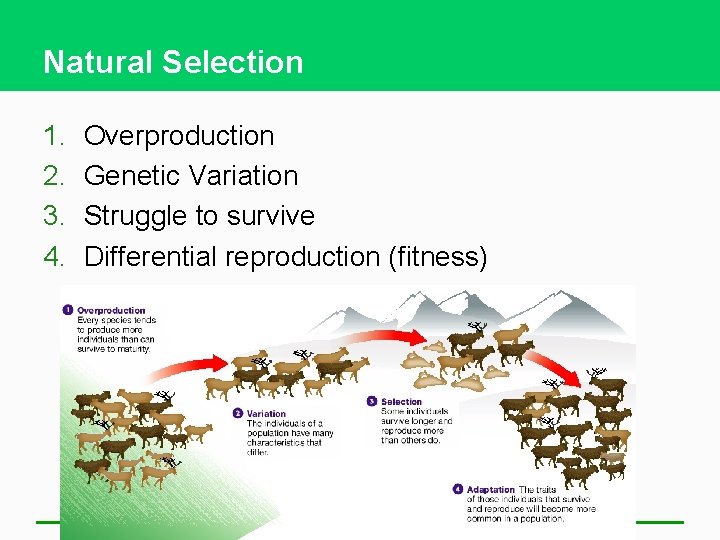 Natural Selection 1. 2. 3. 4. Overproduction Genetic Variation Struggle to survive Differential reproduction