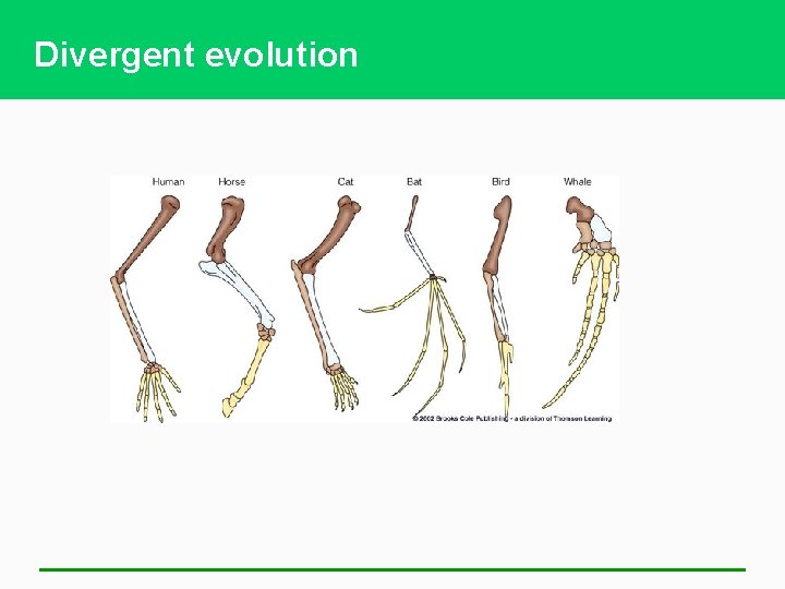 Divergent evolution 