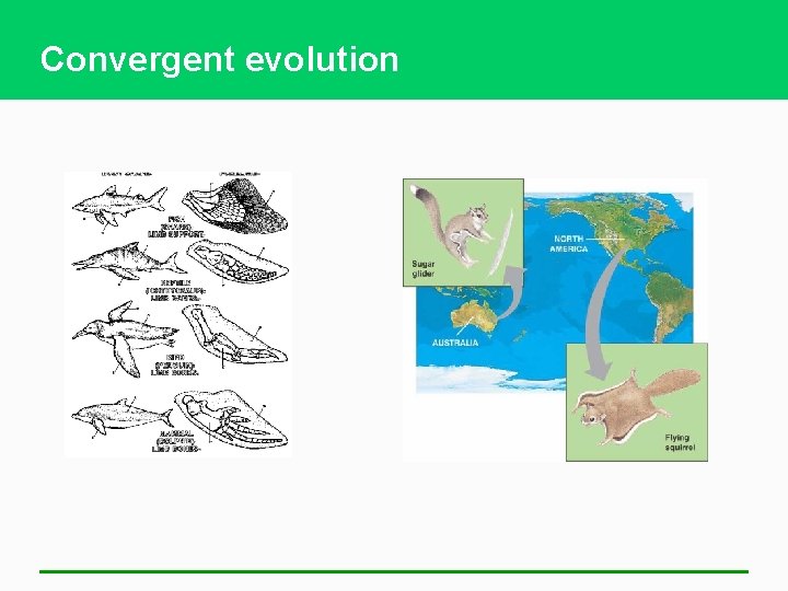 Convergent evolution 