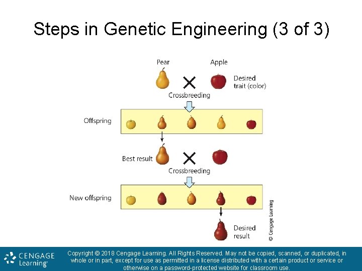 Steps in Genetic Engineering (3 of 3) Copyright © 2018 Cengage Learning. All Rights