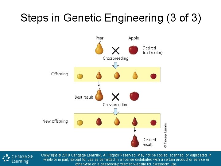 Steps in Genetic Engineering (3 of 3) Copyright © 2018 Cengage Learning. All Rights