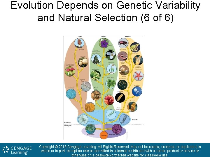 Evolution Depends on Genetic Variability and Natural Selection (6 of 6) Copyright © 2018