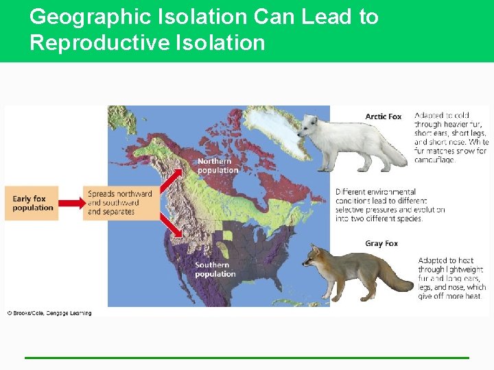 Geographic Isolation Can Lead to Reproductive Isolation 